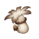 Philanemo Mushroom, ascension material | Genshin Impact