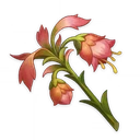 Mourning Flower, ascension material | Genshin Impact